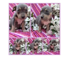 Gorgeous tri-colored pitbull puppies - 4