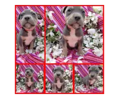 Gorgeous tri-colored pitbull puppies - 5
