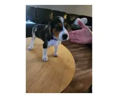 8 weeks old beagle puppy