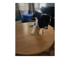 8 weeks old beagle puppy - 2