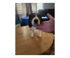 8 weeks old beagle puppy - 3