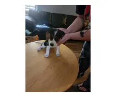 8 weeks old beagle puppy - 4