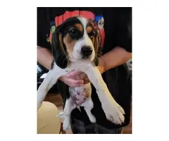 8 weeks old beagle puppy - 5