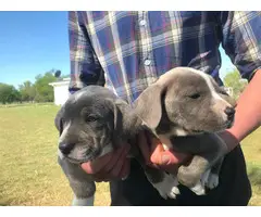 9 Mountain Cur puppies for sale