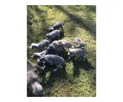 9 Mountain Cur puppies for sale - 2