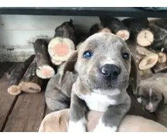 9 Mountain Cur puppies for sale - 3