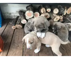 9 Mountain Cur puppies for sale - 4