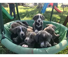 9 Mountain Cur puppies for sale - 5