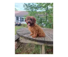 Male dark red cavapoo puppy for sale
