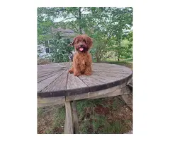 Male dark red cavapoo puppy for sale - 2