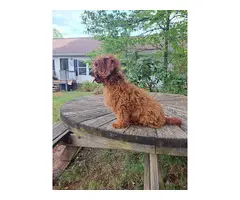 Male dark red cavapoo puppy for sale - 3