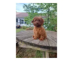 Male dark red cavapoo puppy for sale - 4