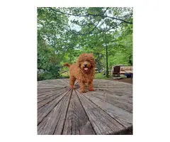 Male dark red cavapoo puppy for sale - 5