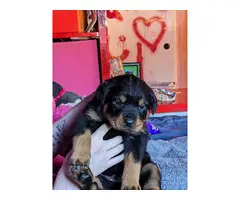 AKC Rottweiler puppies for sale - 2