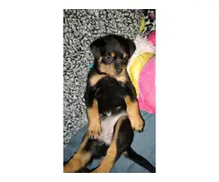AKC Rottweiler puppies for sale - 4