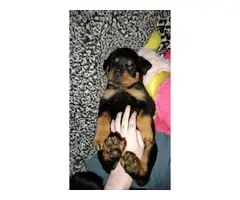 AKC Rottweiler puppies for sale - 5