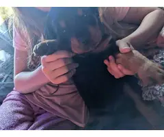 AKC Rottweiler puppies for sale - 6