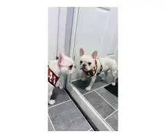 One year old Cream French Bulldog for sale
