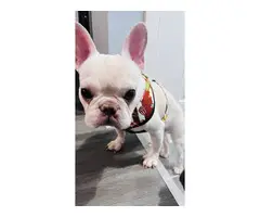 One year old Cream French Bulldog for sale - 2