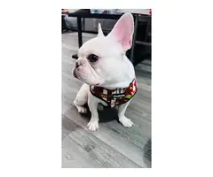 One year old Cream French Bulldog for sale - 3