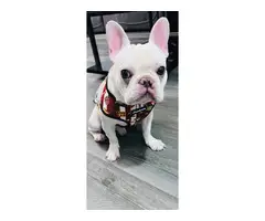 One year old Cream French Bulldog for sale - 4