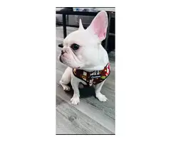 One year old Cream French Bulldog for sale - 5
