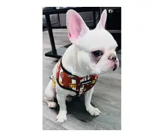 One year old Cream French Bulldog for sale - 6