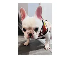 One year old Cream French Bulldog for sale - 7