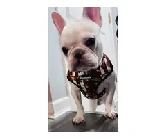 One year old Cream French Bulldog for sale - 8