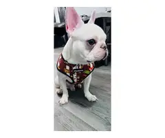One year old Cream French Bulldog for sale - 9