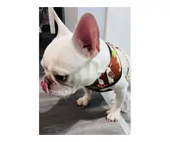 One year old Cream French Bulldog for sale - 10