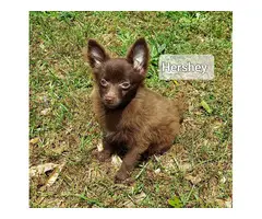 2 Pomeranian puppies for sale - 2