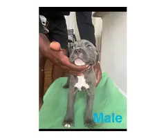 5 males and 1 female Pitbull puppies