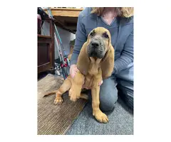 10 weeks old AKC Bloodhound puppies for sale