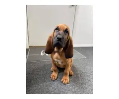 10 weeks old AKC Bloodhound puppies for sale - 2