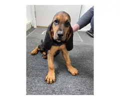 10 weeks old AKC Bloodhound puppies for sale - 3