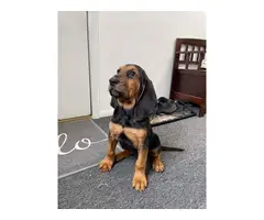 10 weeks old AKC Bloodhound puppies for sale - 4