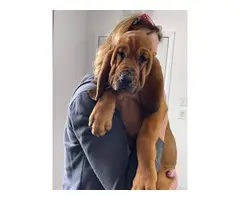 10 weeks old AKC Bloodhound puppies for sale - 5