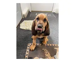10 weeks old AKC Bloodhound puppies for sale - 6