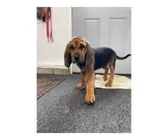 10 weeks old AKC Bloodhound puppies for sale - 7