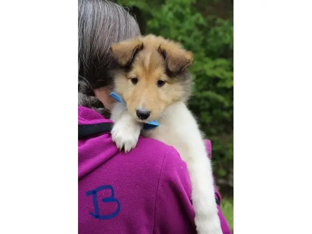 5 beautiful AKC Rough Collie puppies for sale - 1/11
