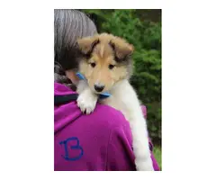 5 beautiful AKC Rough Collie puppies for sale - 1
