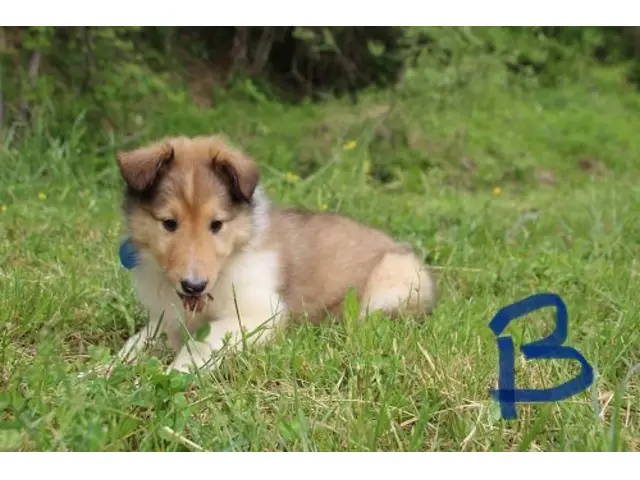 5 beautiful AKC Rough Collie puppies for sale - 2/11