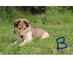 5 beautiful AKC Rough Collie puppies for sale - 2
