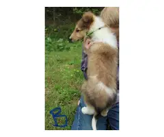 5 beautiful AKC Rough Collie puppies for sale - 3