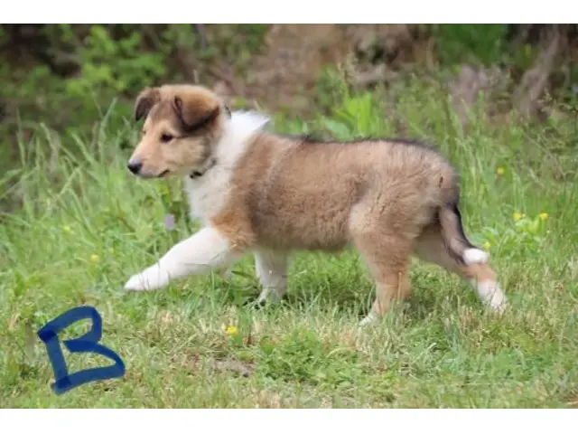 5 beautiful AKC Rough Collie puppies for sale - 4/11