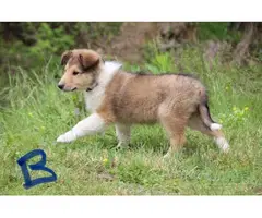 5 beautiful AKC Rough Collie puppies for sale - 4