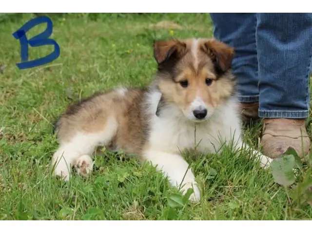 5 beautiful AKC Rough Collie puppies for sale - 6/11