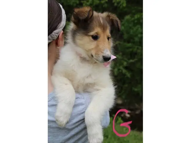 5 beautiful AKC Rough Collie puppies for sale - 7/11