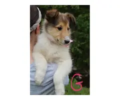 5 beautiful AKC Rough Collie puppies for sale - 7